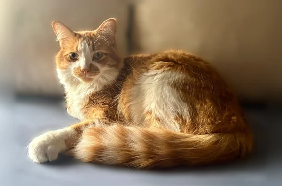 Lost cat, Yorkdale Crescent, 15, Hamilton — orange and white male cat with a big fluffy tail - photo