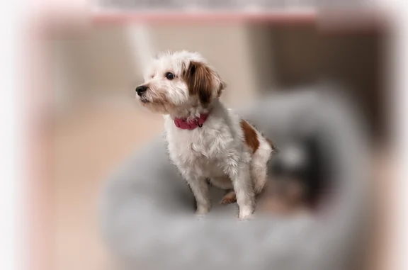 Lost dog, Hook Creek Boulevard, 133-68, Queens — female, white and brown, friendly - photo