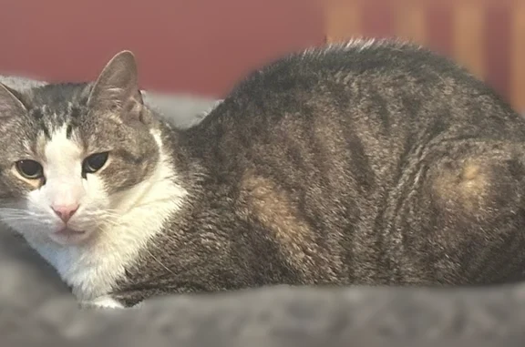 Lost cat, Hurtin Street, 58, Port Jefferson Station - male, chipped - photo