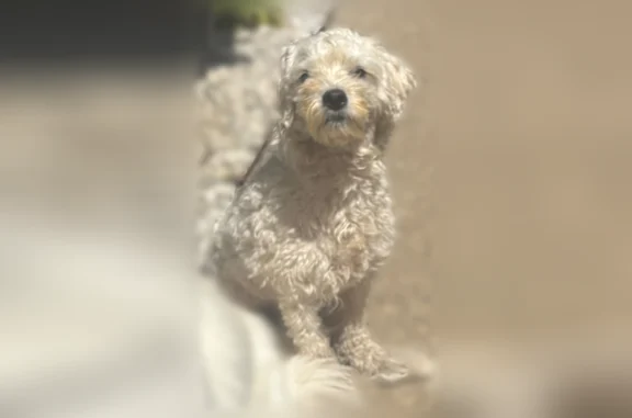 White, no collar, friendly