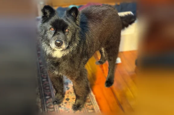 Lost dog, North College Street, Red Springs, Fayetteville - black chow mix, 13 years old - photo