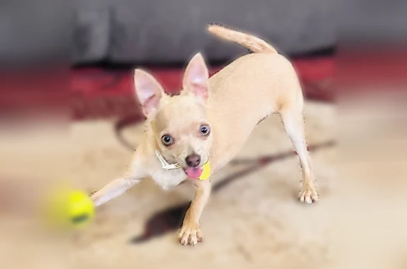 Lost pets Deer Creek, photo: Lost dog, East Green Avenue, 108, Deer Creek - female Chihuahua, very skittish
