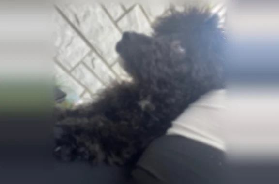 Lost pets Chicago, photo: Lost dog, West 63rd Place, Chicago — male, thick curly fur