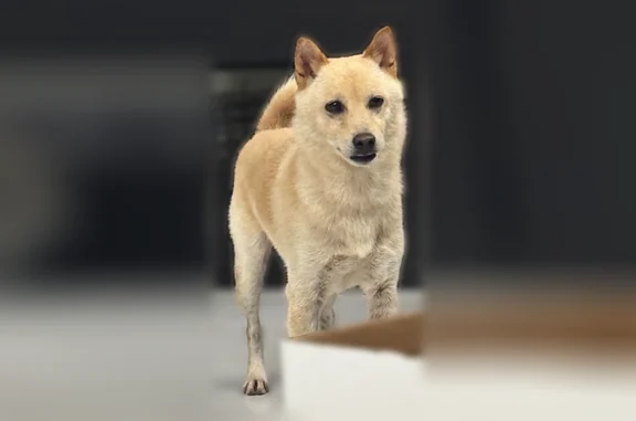 Lost dog, Perkins Avenue, 3007, Mission, Edinburg - answers to Legoshi - photo