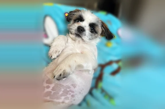 Lost dog, South Los Amigos Circle, 5107, Mercedes - male - photo