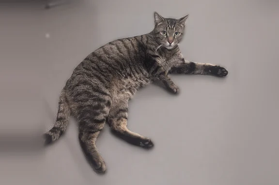 Perdu chat, Rue Ménard, 45B, Nîmes - tigré aux yeux verts/jaunes - photo
