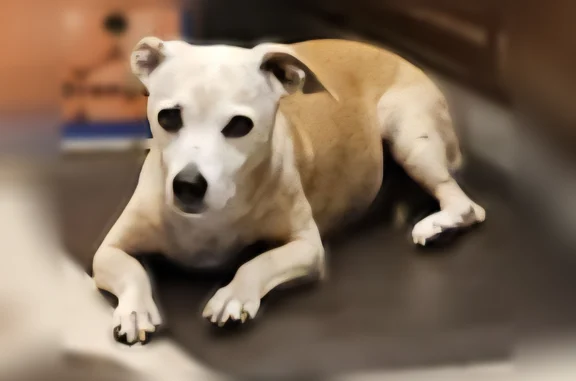 Lost pets New Braunfels, photo: Lost dog, Ogden Nash Way, Foothill Farms, New Braunfels - female terrier, deaf