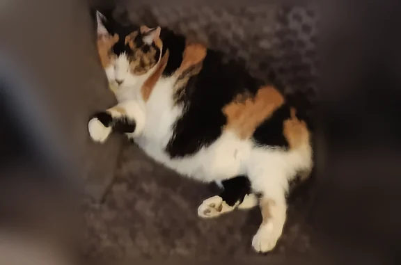 J'ai retrouvé mon chat merci à tous