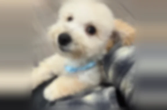 Lost pets Elizabeth, photo: Lost dog, Livingston Street, 711-713, Elizabeth - 9-month-old white poodle
