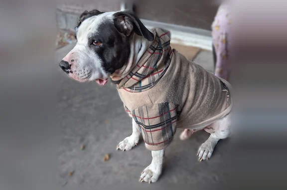Missing dog Denver, photo: Lost dog, North Murray Boulevard, 1530, Colorado Springs - male pitbull mix