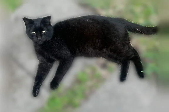 Lost pets Dallas, photo: Lost cat, South Montclair Avenue, 335, Dallas - thin black coat, green eyes