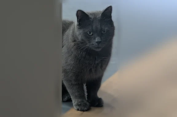 Sparky was last seen behind Somerville Road in Acton, Ontario. He is a grey shorthair cat. Very friendly and loves people. Please grab him if you see him. Signs posted on the mailboxes at Tanners Park.