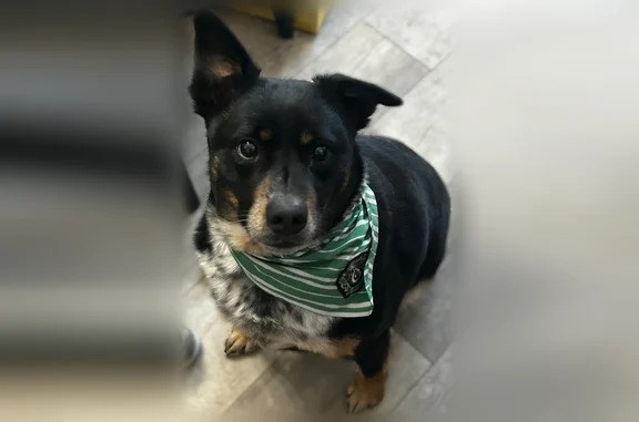 Lost dog, Beach Street, 12159, La Salle - comes when called - photo
