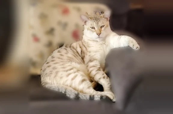 Lost pets Jackson, photo: Lost cat, Whitney Jean Drive, Jackson - male, missing right hind leg