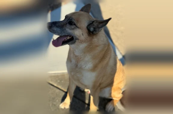 Found pets Rocklin, photo: Found dog, Outlook Drive, 3209, Rocklin