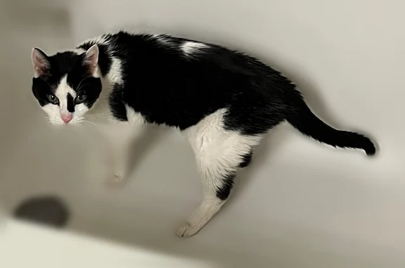 Lost pets Philadelphia, photo: Lost cat, female, Stockton Lane, 98, Philadelphia - black and white, no collar