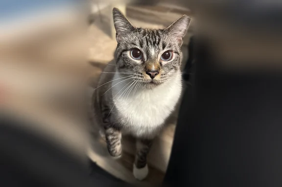 Lost cat, West Frye Road, 2375, Chandler - friendly, blue eyes - photo