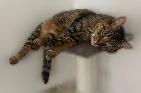 Chat perdu, Rue du Général Leclerc, 40, Rouen — femelle - photo