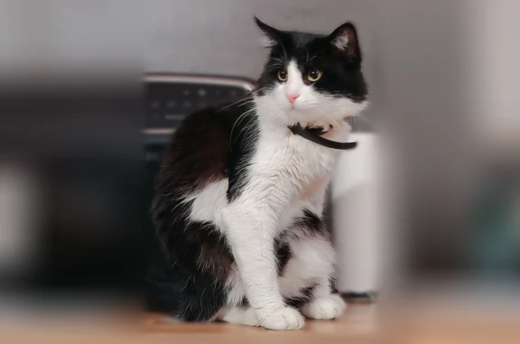Chat perdu mâle, Rue de Bagnols, 11, La Canourgue - noir sur le haut du corps, pattes et nez blancs - photo
