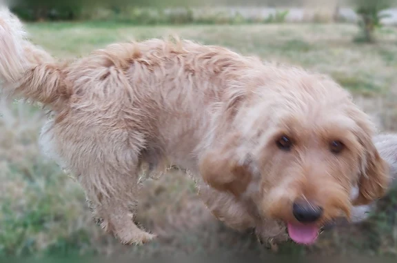 Chien perdu mâle, Le Coslin, Limerzel, Lyon - Basset Fauve de Bretagne, 2 ans - photo