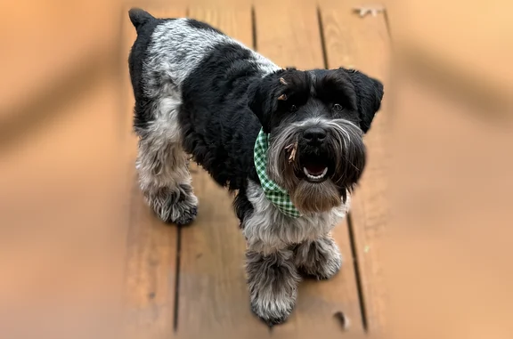 Lost dog, Moorland Drive, 3707, Charlotte - black and white, female, black collar - photo