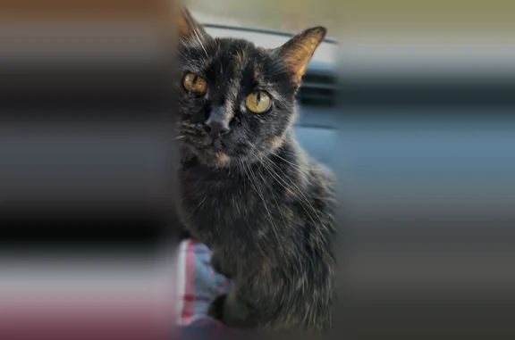 Chat perdu femelle, Chemin des Rosiers, Roullet-Saint-Estèphe, Paris - craintive, 16 ans - photo