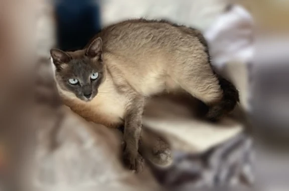 Chat perdu femelle, Ménez Tropic, 1, Saint-Yvi - yeux bleus avec strabisme - photo