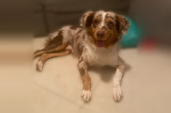 Lost pets Harlingen, photo: Lost dog, McGregor Street, 101--103, Harlingen - male, red merle