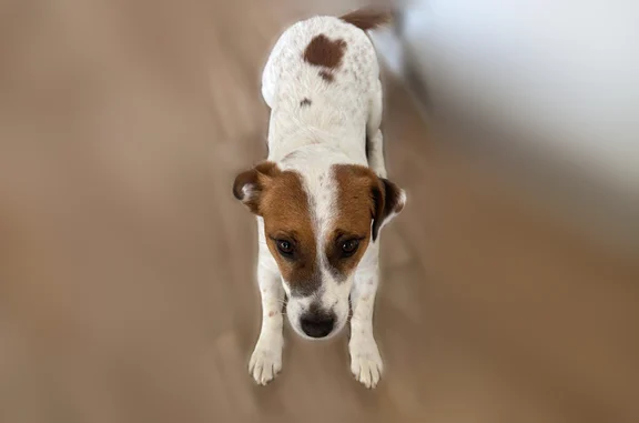 Chien perdu mâle, Fontenay-Trésigny, Île-de-France — jack russell très craintif - photo