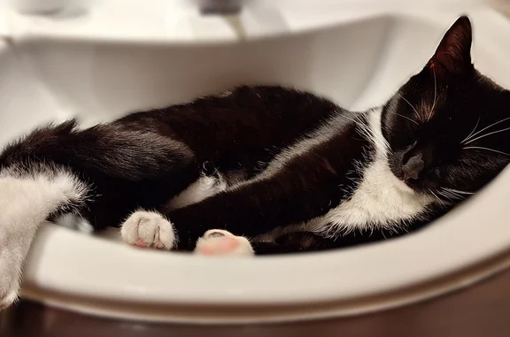 Perdu chat femelle, Chemin des Cantons, 460, Courthézon, Veauche — pucée, noire et blanche - photo