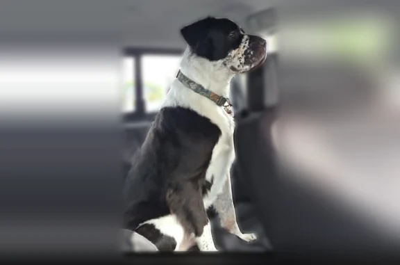 Lost pets Girard, photo: Lost dog, Sampson Drive, 6000, Girard, Girard — black and white, long-haired but trimmed male