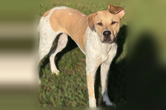 Missing dog Fennville, photo: Lost dog, 128th Avenue, 5996, Fennville - white and tan, floppy ears