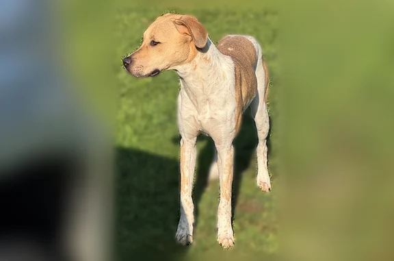 Missing dog Detroit, photo: Lost dog, 128th Avenue, Detroit - male, white and tan with spots on legs