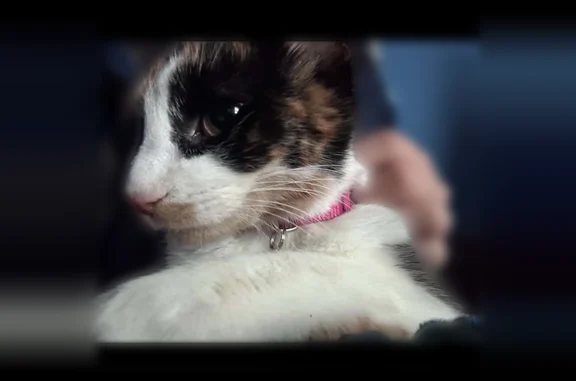 Lost cat, East 1st Street, 301, Flint - female, curled tail - photo