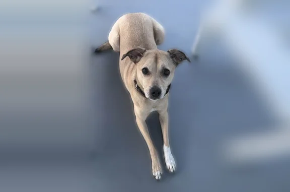 Lost pets Dunedin, photo: Lost dog, Safety Harbor, Florida, Dunedin - female, brown leather collar