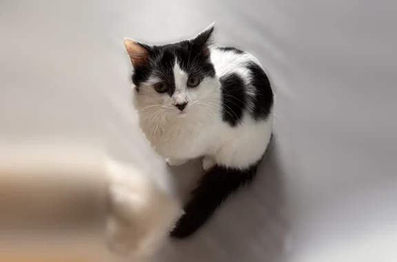 Chat perdu femelle, Rue Fernand Forest, 8, La Mulatière - blanche avec des taches noires - photo