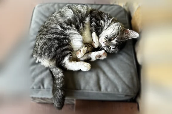 Lost cat, County Route 17, 3791, Altmar - female - photo