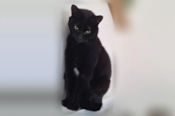 Chat craintif. Noir avec tache blanche entre les pattes avant.