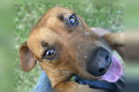 Missing dog Arlington, photo: Lost dog, Elama Road, Hilo, Arlington - female, orange collar