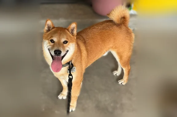 Lost pets Jacksonville, photo: Lost dog, West Irlo Bronson Memorial Highway, 8505, Jacksonville - very shy, black collar with short black leash attached