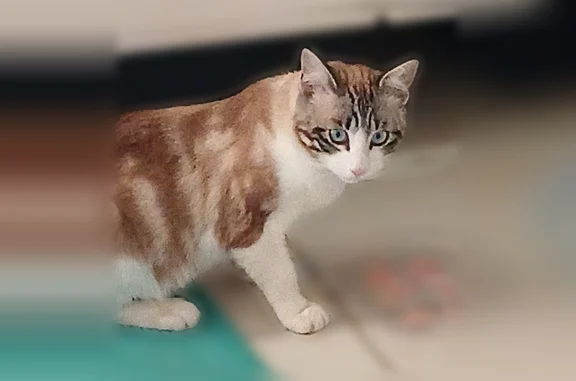 Chat perdu mâle, Chemin Hervé Baïsse, 163, Mèze - yeux bleutés - photo