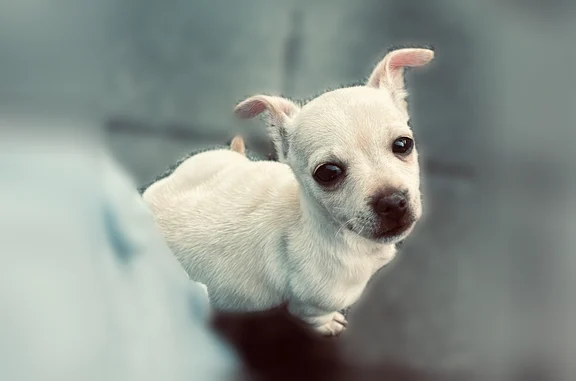 Lost dog, 5th Street East, 3004, Bradenton - white Chihuahua, blue collar - photo