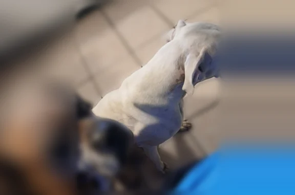 Missing dog Austin, photo: Lost dog, Cain Drive, 5805, Corpus Christi, Austin - male, brown with a grey face