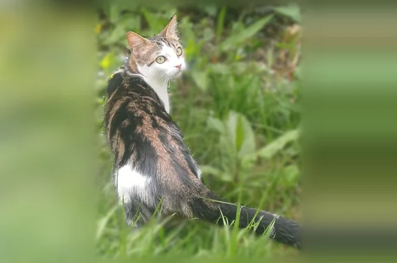 Chat perdu, Rennes, photo: Chat perdu, femelle, Rue le Brix, Rennes, Strasbourg - tricolore, yeux verts