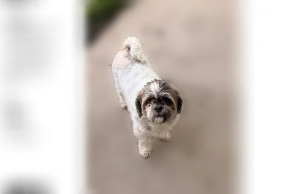 Lost pets Powell, photo: Lost dog, Abbotsford Green Drive, 1482, Liberty Township, Powell - female Shih Tzu