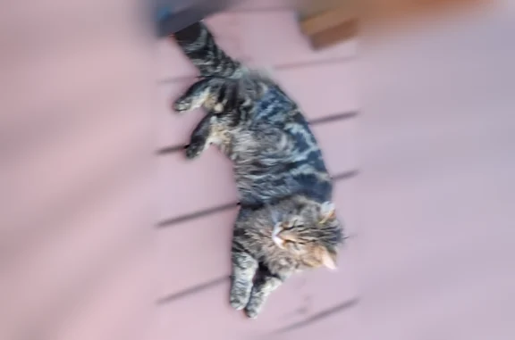Found cat Missoula, photo: Found cat, Missoula, Montana, Missoula - very thin, looks homeless