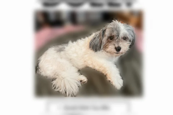 Lost dog, Frankstown Avenue, 7319, Pittsburgh - female shih tzu mix - photo