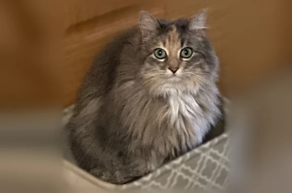 Lost cat, Newport News - small, 8 pounds - photo