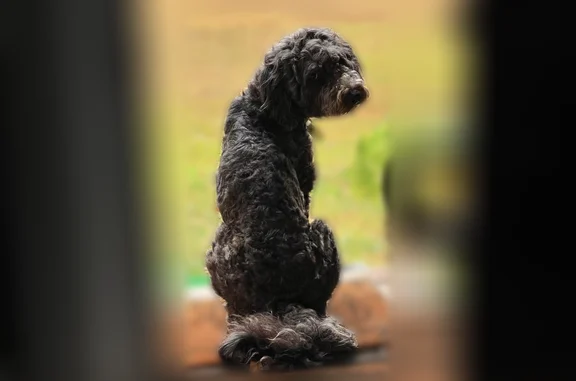 Lost dog, male, Louisiana 1, 110, Oil City - long-haired, friendly - photo