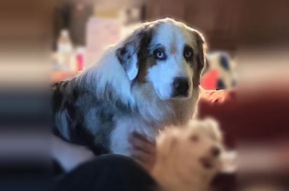 Lost dog, Shaker Trail, Austin - got out of the backyard - photo
